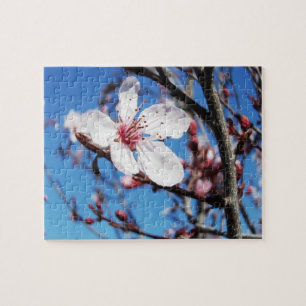 Cherry Blossom 2
