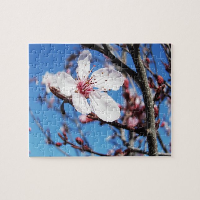 Cherry Blossom 2 (Horizontal)