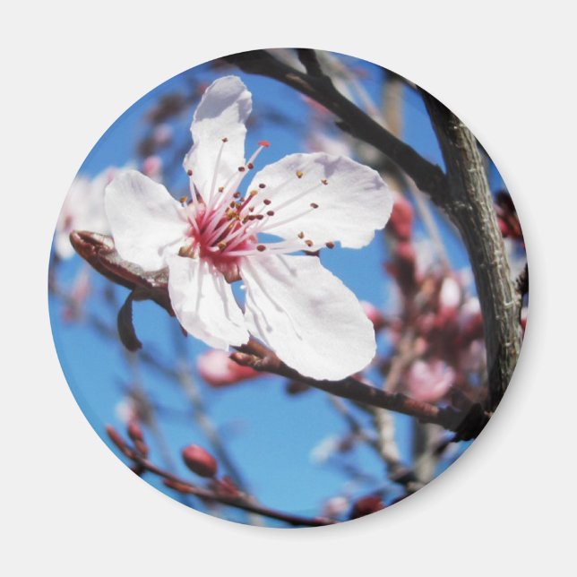 Cherry Blossom 2 Magnet (Vorne)
