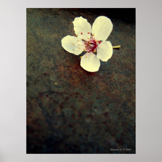 Cherry Blossom auf Metallplakat Poster (Vorne)