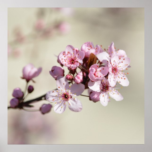 Cherry Blossom Blume Poster (Vorne)