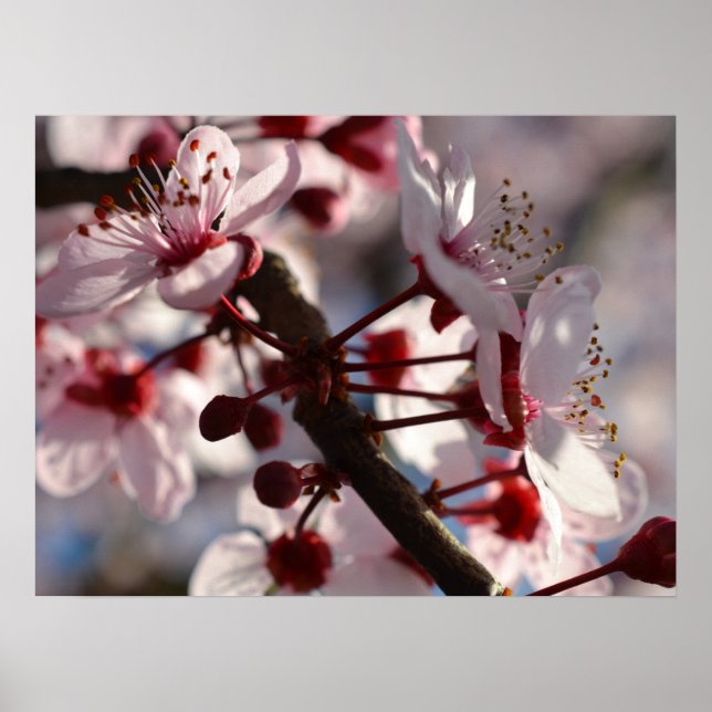 Cherry Blossom Blume Poster (Vorne)