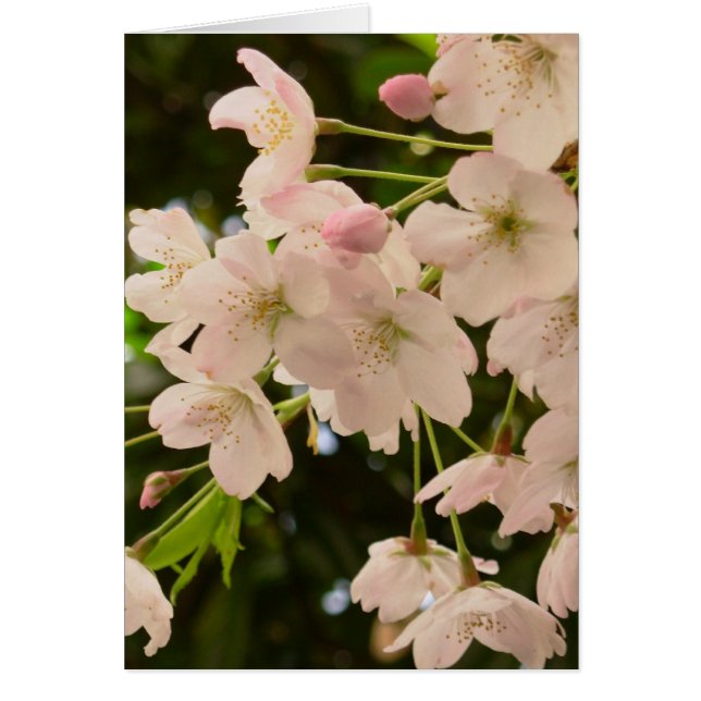 Cherry Blossom Card Weiße Blossom-Karte Persönlich (Vorne)