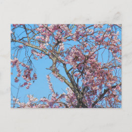 Cherry Blossom. Cardiff, Wales Postcard Postkarte