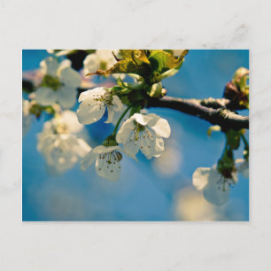 Cherry Blossom ・ Carte postale