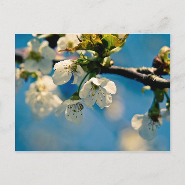 Cherry Blossom ・ Carte postale (Devant)