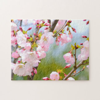 Cherry Blossom Close Up