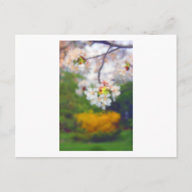 Cherry Blossom Fantasy Postkarte (Vorderseite)