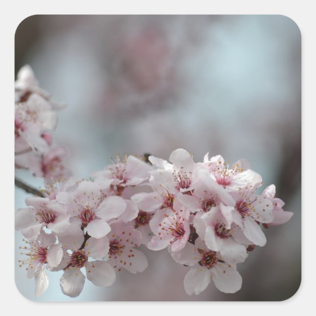 Cherry Blossom Floral Quadratischer Aufkleber (Vorderseite)