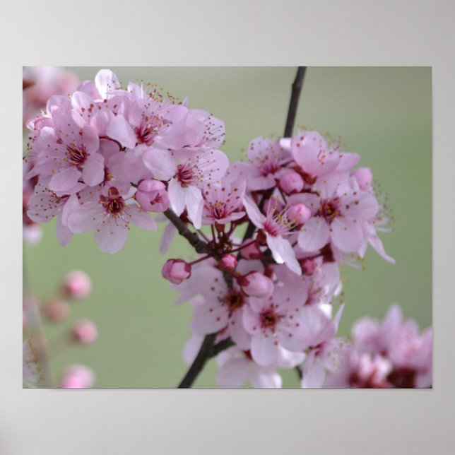 Cherry Blossom Flowers Poster (Vorne)