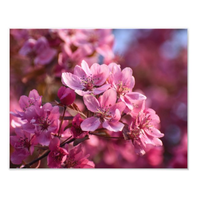 Cherry Blossom Fotodruck (Vorne)
