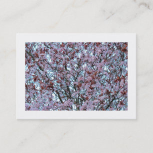 Cherry Blossom (grenzt) Visitenkarte