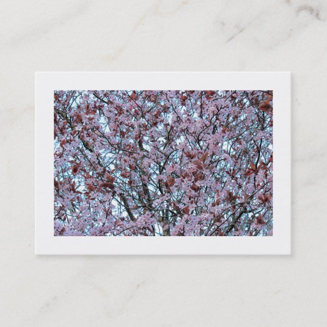 Cherry Blossom (grenzt) Visitenkarte (Vorderseite)