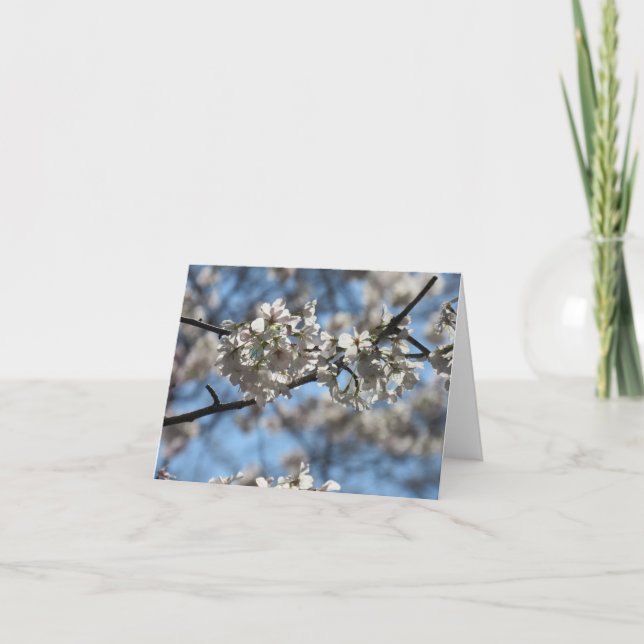 Cherry Blossom Grußkarte Mesmerisieren Karte (Vorderseite)