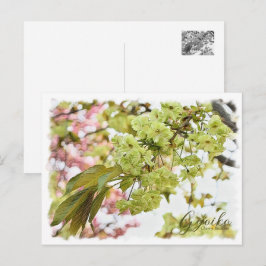 Cherry Blossom "Gyoiko" ポストカード Postkarte