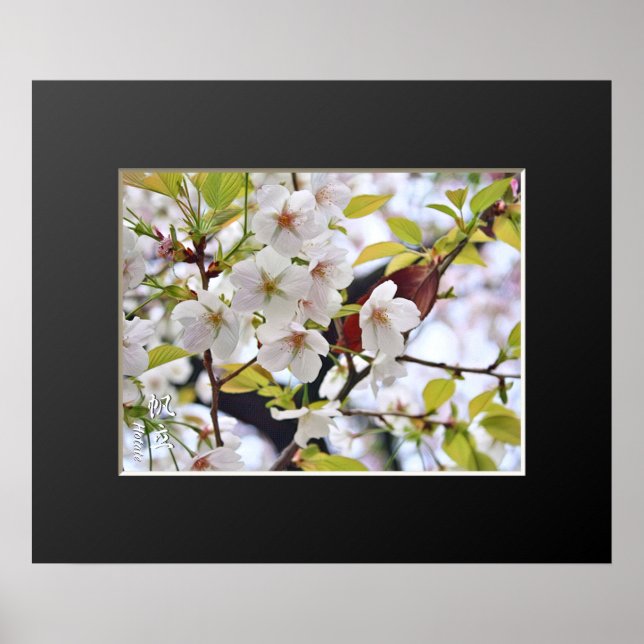 Cherry Blossom: Hotate Poster (Vorne)