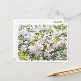 Cherry Blossom "Ichiyo" Postkarte