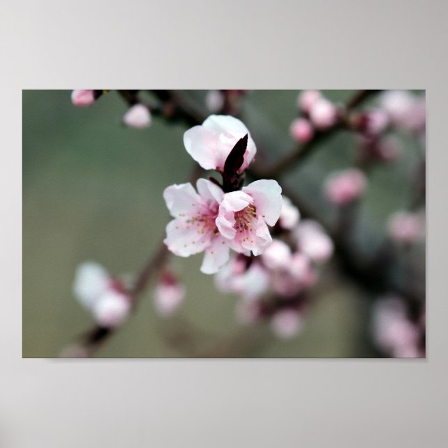 Cherry Blossom im Frühjahr Poster (Vorne)