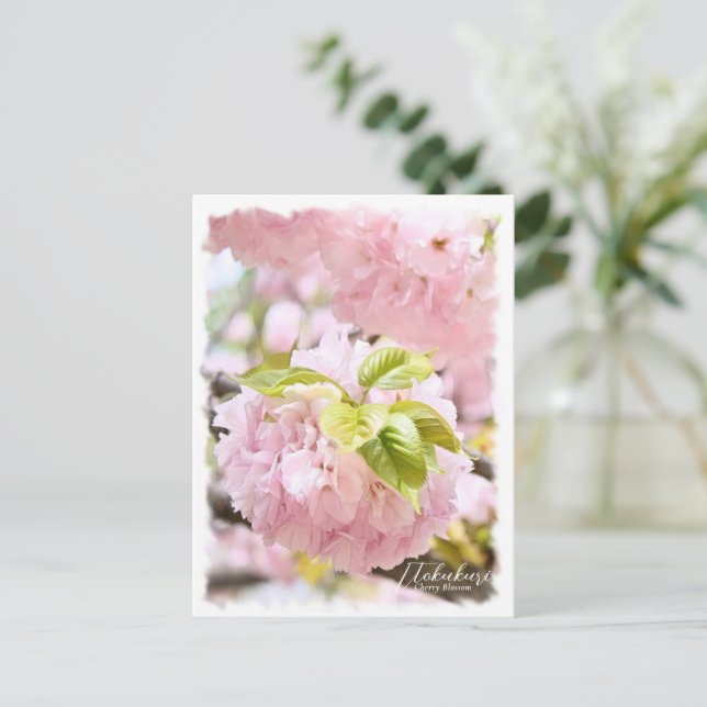 Cherry Blossom "Itokukuri" ポストカード Postkarte (Stehend Vorderseite)
