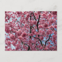 Cherry Blossom: Japan
