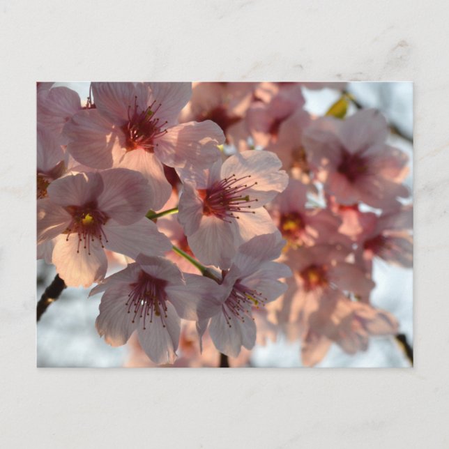 Cherry Blossom: Japan Postkarte (Vorderseite)