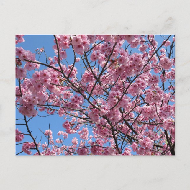 Cherry Blossom: Japan Postkarte (Vorderseite)
