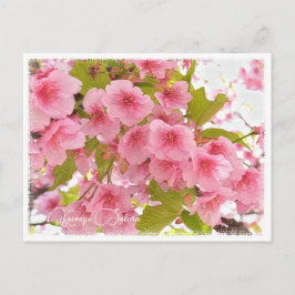 Cherry blossom "Kawazu-Zakura" Postkarte