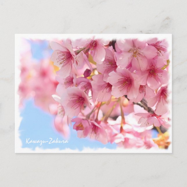 Cherry blossom: Kawazu-Zakura Postkarte (Vorderseite)