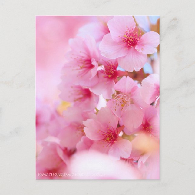 Cherry Blossom "Kawazu-zakura":Postkarte Postkarte (Vorderseite)