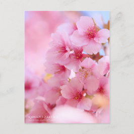 Cherry Blossom "Kawazu-zakura":Postkarte Postkarte