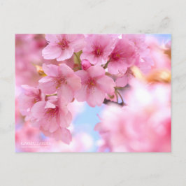 Cherry Blossom "Kawazu-zakura":Postkarte Postkarte