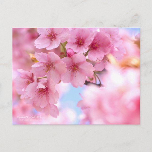 Cherry Blossom "Kawazu-zakura":Postkarte Postkarte (Vorderseite)