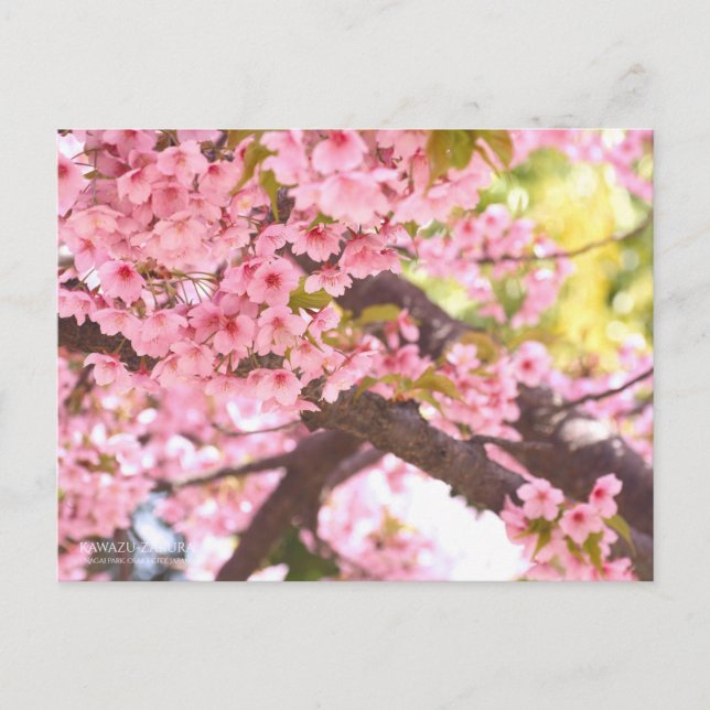 Cherry Blossom "Kawazu-zakura":Postkarte Postkarte (Vorderseite)