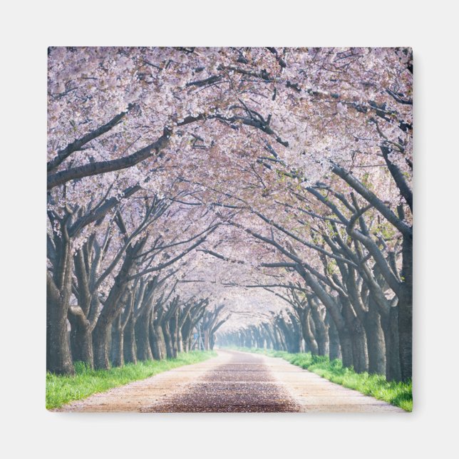 Cherry Blossom Lane Magnet (Vorne)