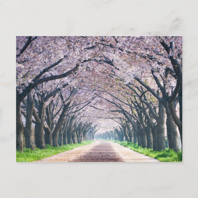 Cherry Blossom Lane Postkarte (Vorderseite)