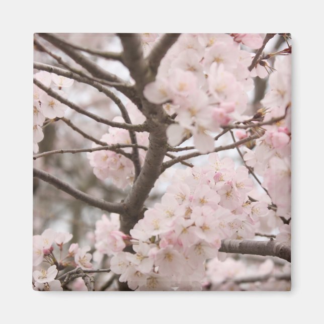Cherry Blossom Magnet (Vorne)