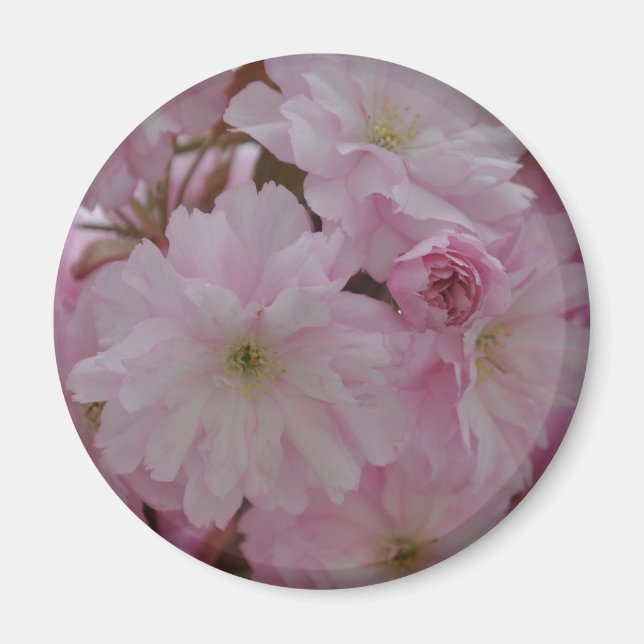 Cherry Blossom Magnet (Vorne)