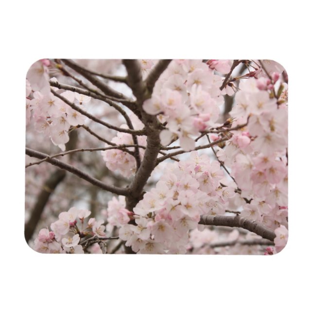 Cherry Blossom Magnet (Horizontal)