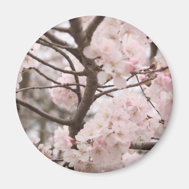 Cherry Blossom Magnet (rund) (Vorne)
