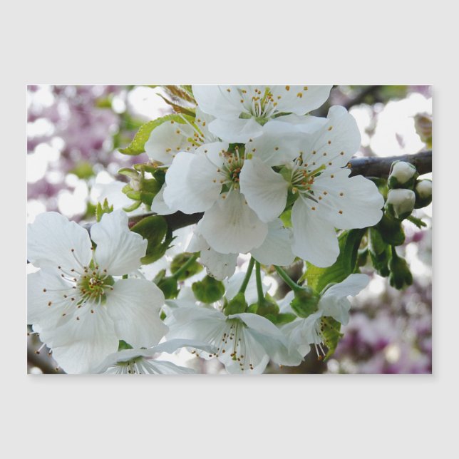 Cherry Blossom Magnetkarte (Vorderseite)