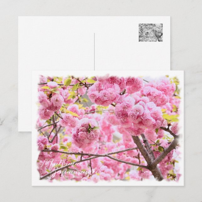 Cherry Blossom "Matsumae-benimurasaki" ポストカード Postkarte (Vorne/Hinten)
