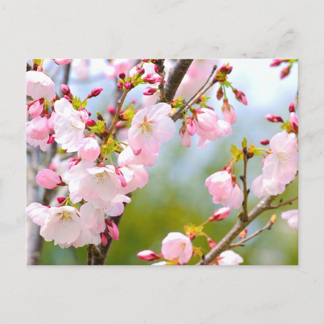 Cherry Blossom Nah Postkarte (Vorderseite)