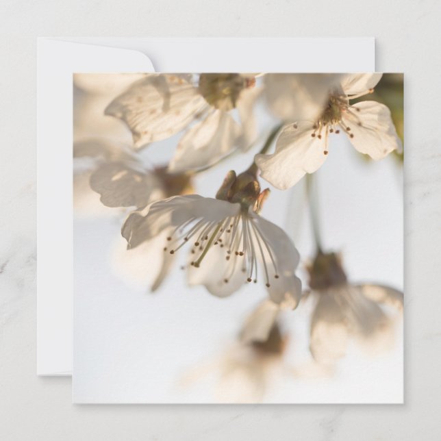Cherry Blossom Nature Foto Card (Vorderseite)