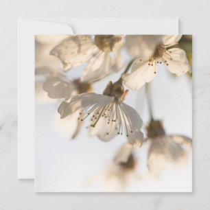 Cherry Blossom Nature Foto Card