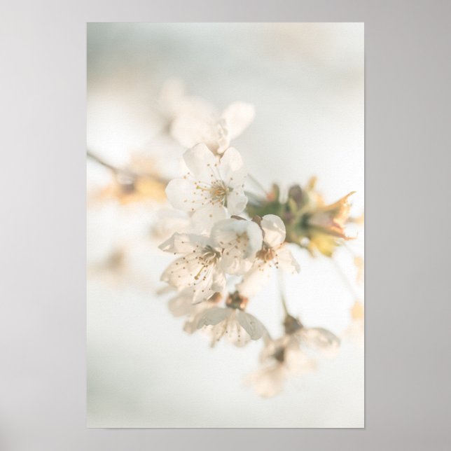 Cherry Blossom Nature Foto Poster (Vorne)