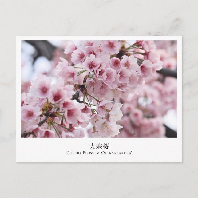 Cherry Blossom ‘Oh-kanzakura’ Postkarte (Vorderseite)