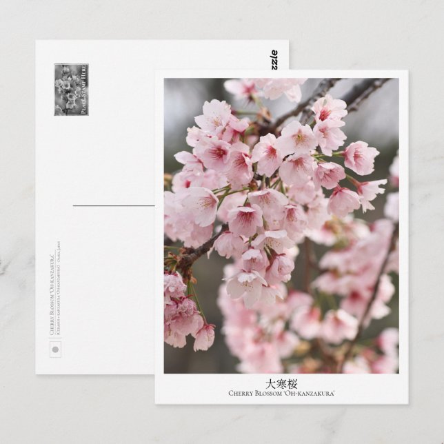 Cherry Blossom ‘Oh-kanzakura’ Postkarte (Vorne/Hinten)