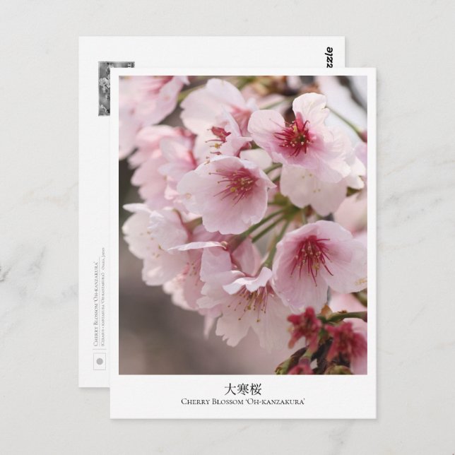 Cherry Blossom ‘Oh-kanzakura’ Postkarte (Vorne/Hinten)