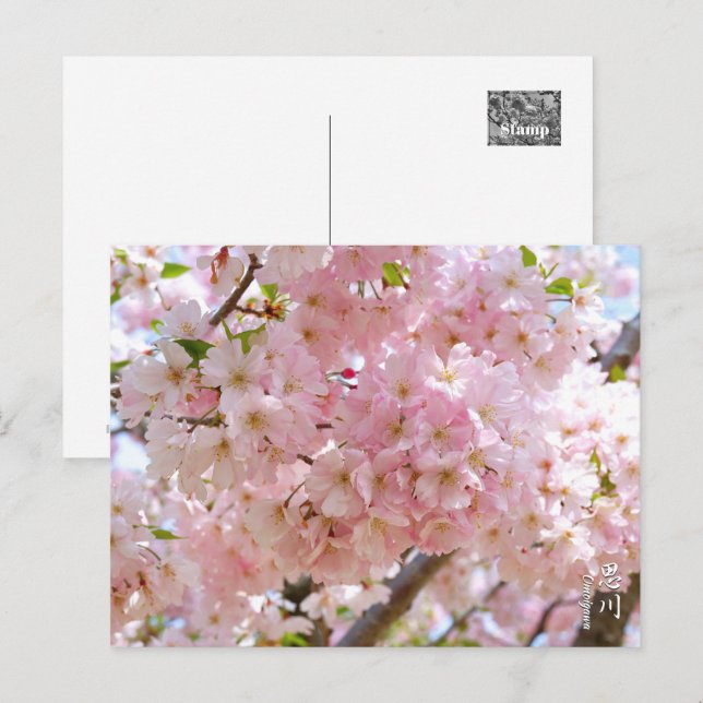 Cherry Blossom: Omoigawa Postkarte (Vorne/Hinten)