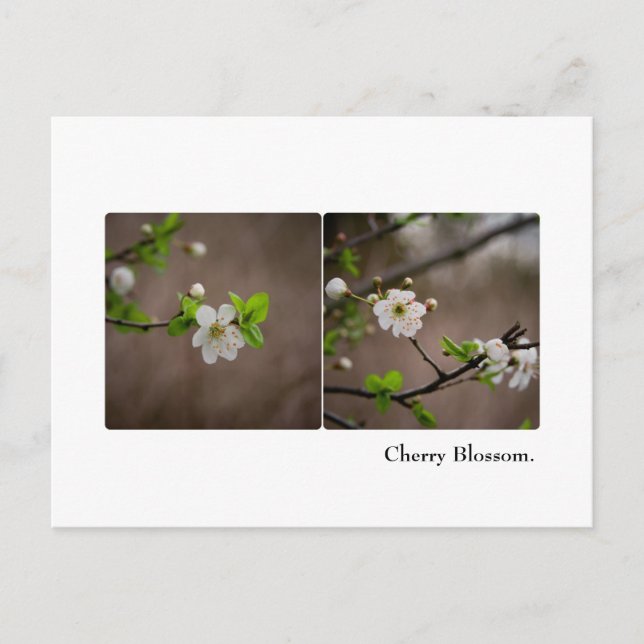 Cherry Blossom Postcard Postkarte (Vorderseite)